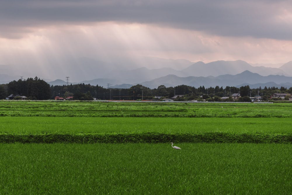日光市塩野室町の田んぼ