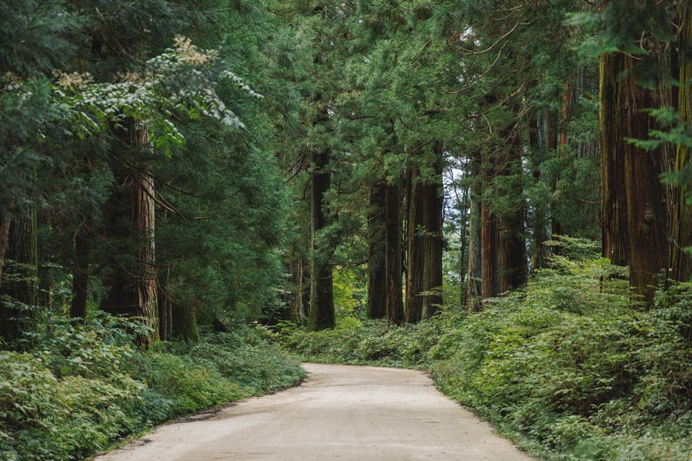 栃木が世界に誇る「日光杉並木街道」へ