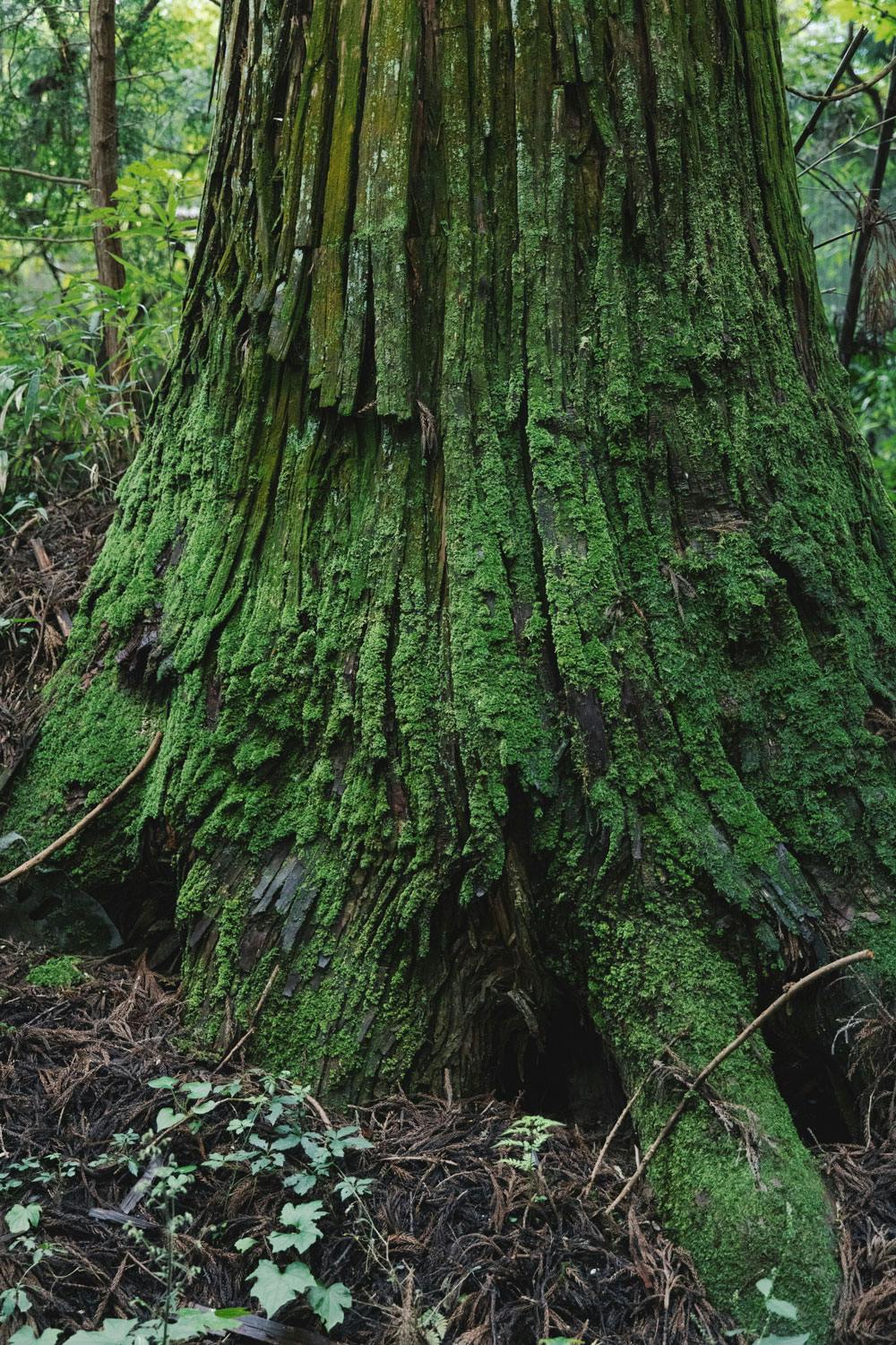 ガブリエルロアール