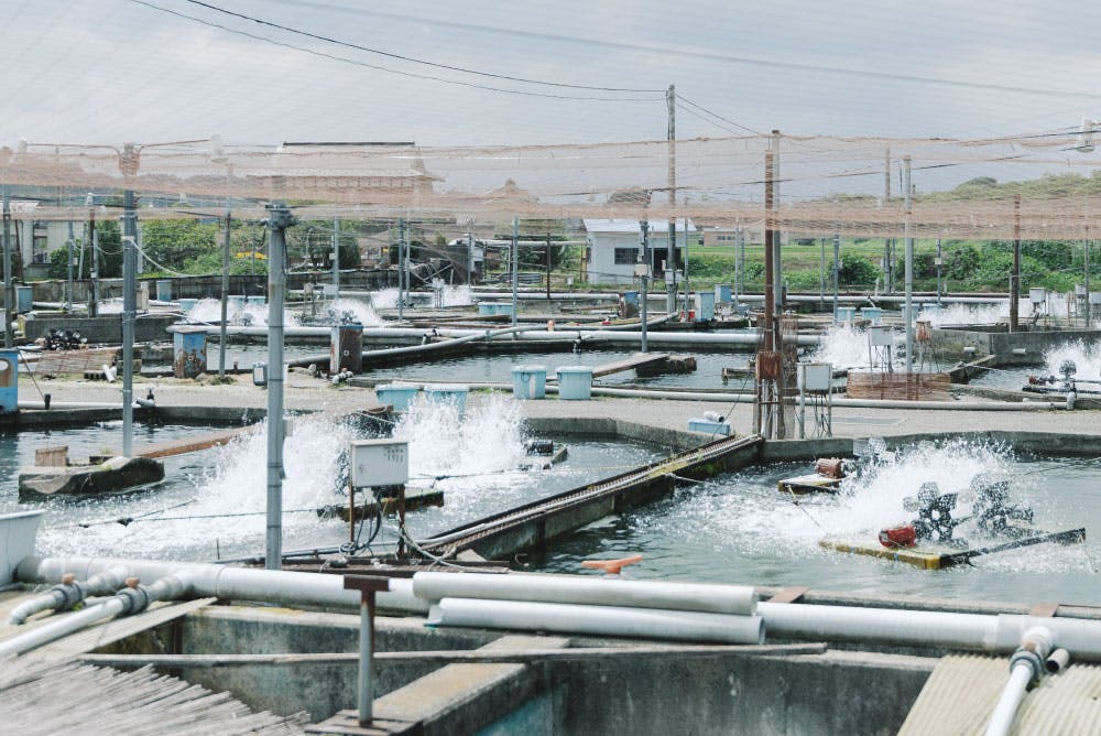 荒川養殖漁業生産組合