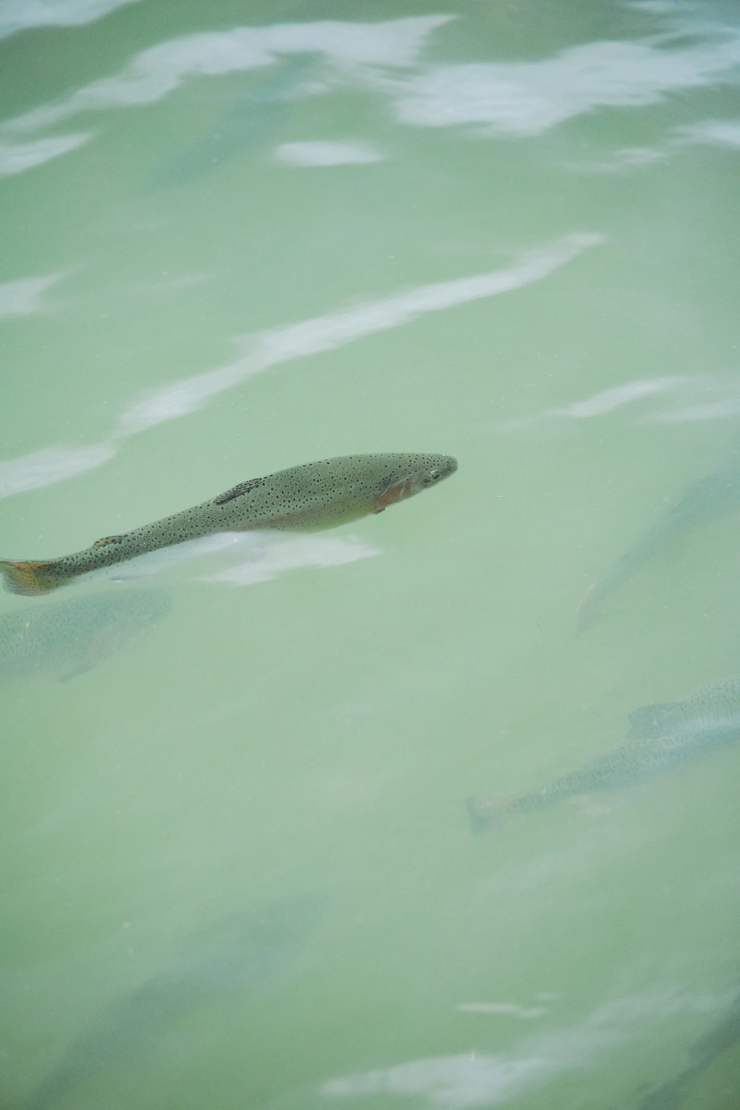川魚と遊ぶ