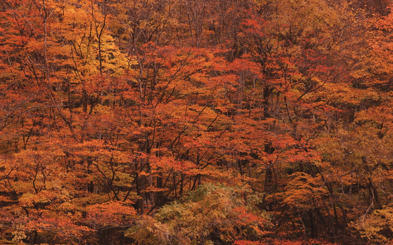 2025 autumn