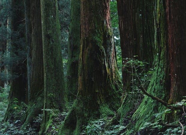 栃木が世界に誇る「日光杉並木街道」へ