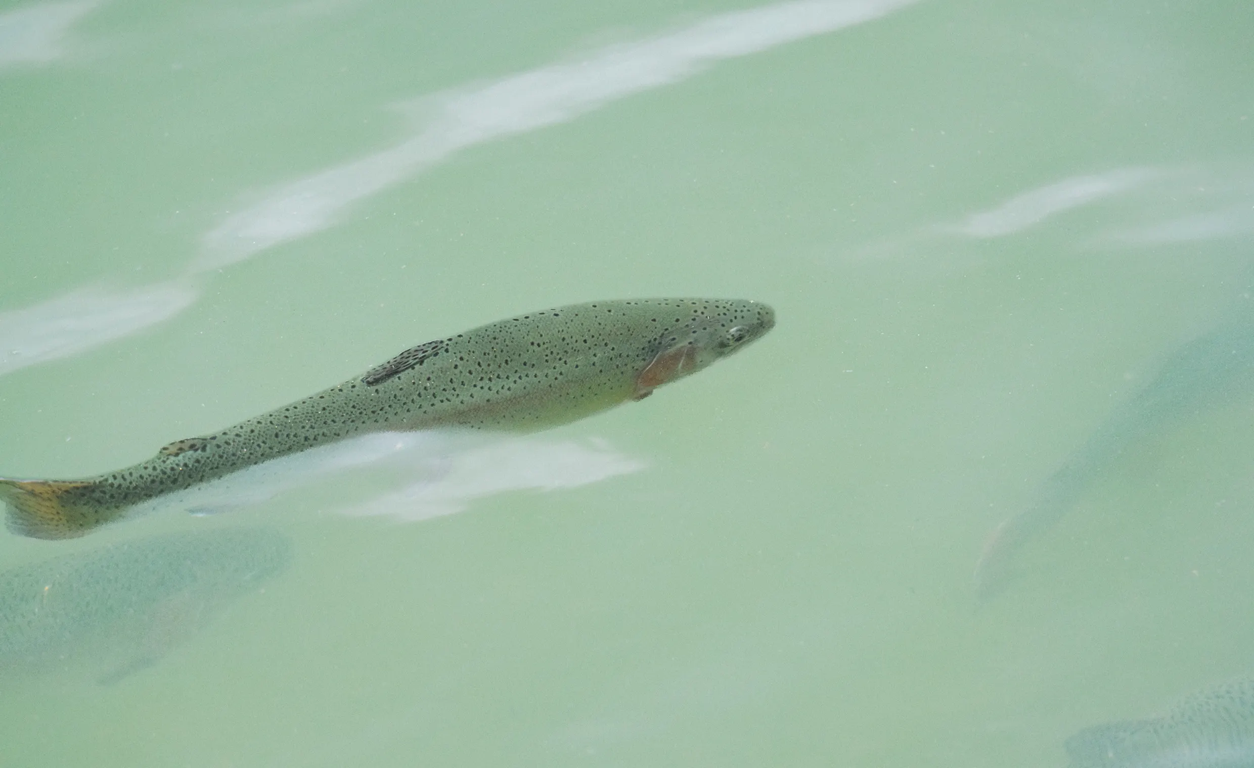 川魚と遊ぶ